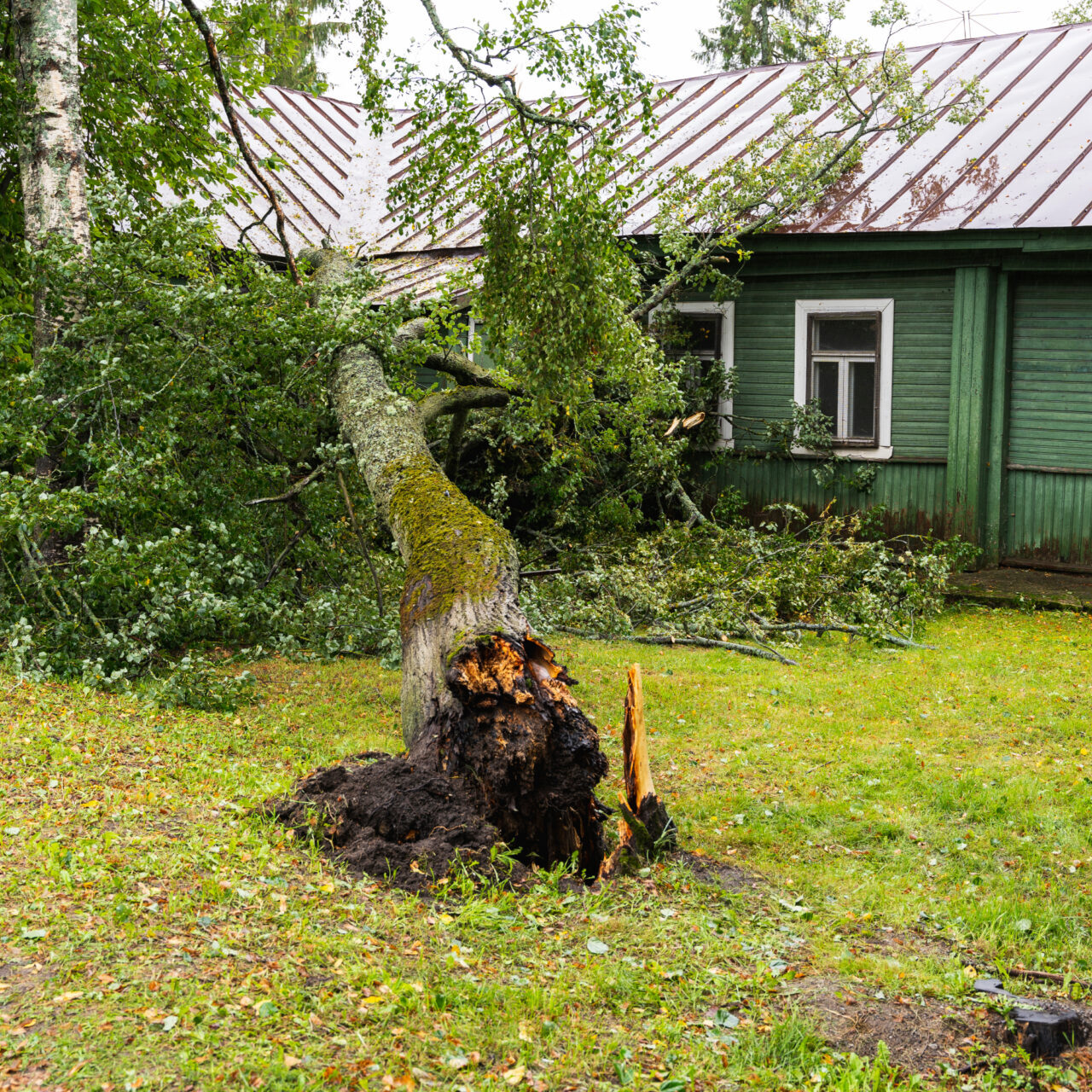 emergency storm tree removal crestview fl