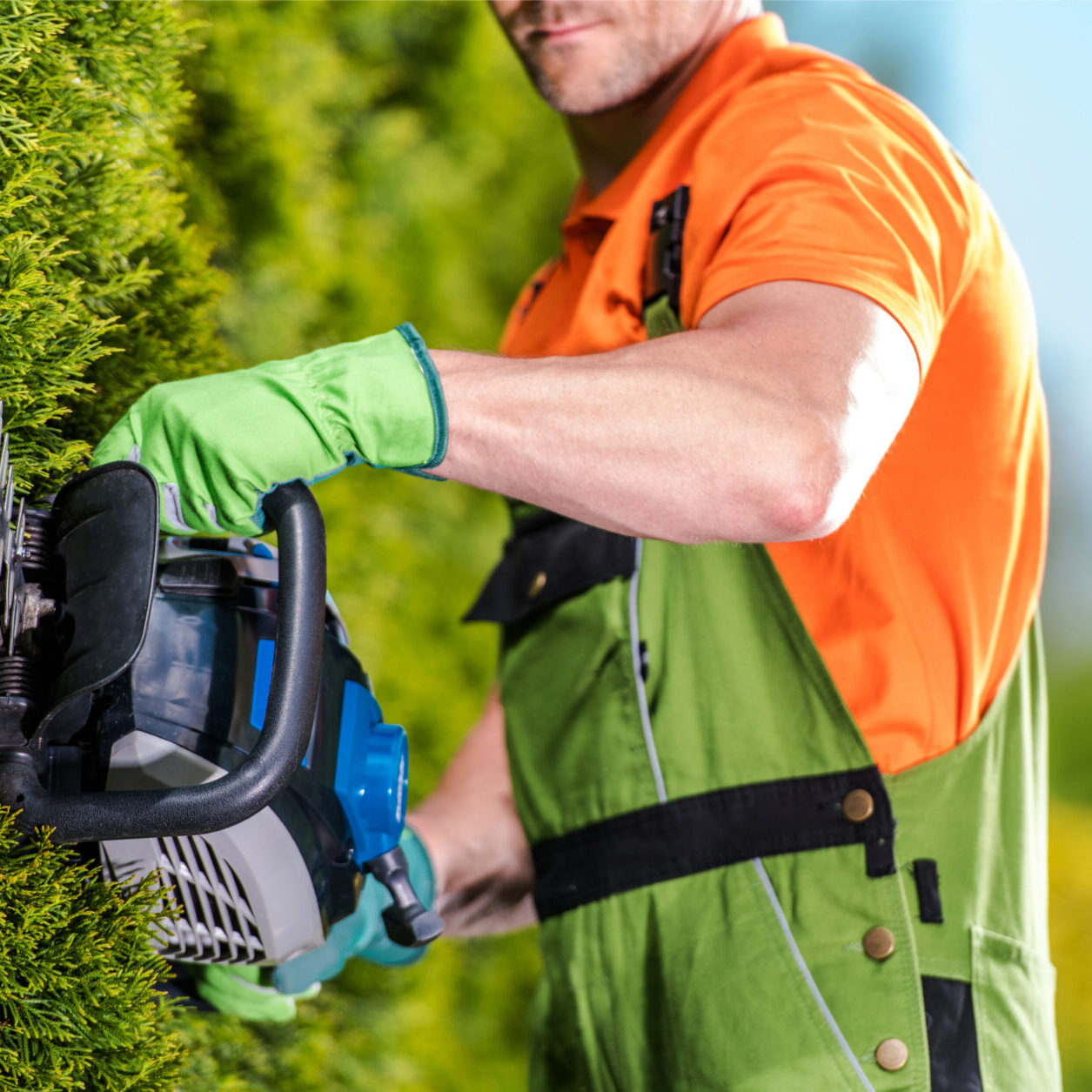 tree arborist surgeon crestview fl