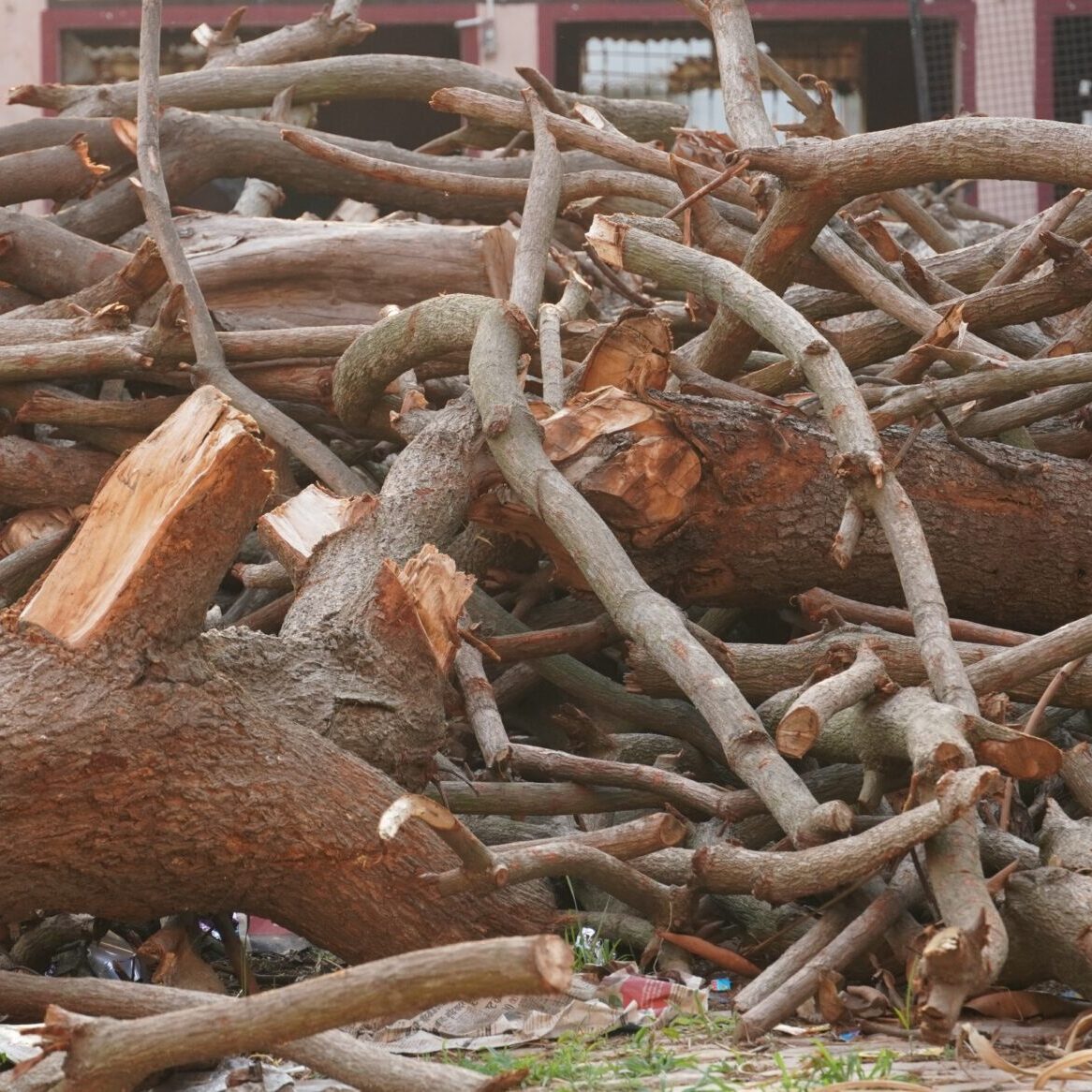 tree branch limb debris root removal crestview fl