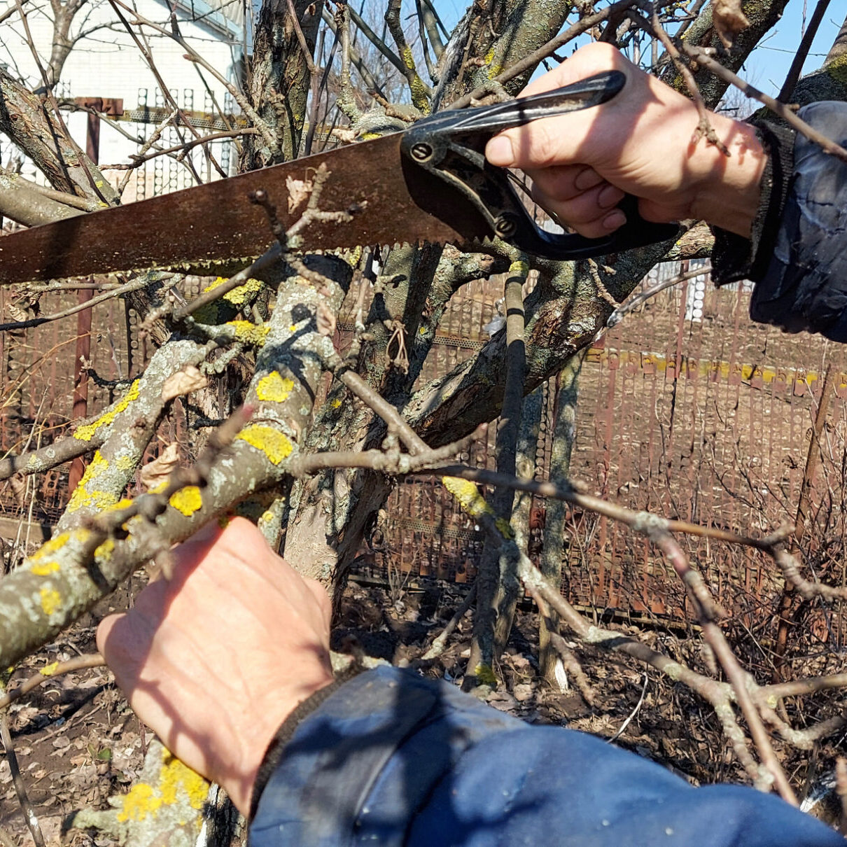 tree pruning crestview fl