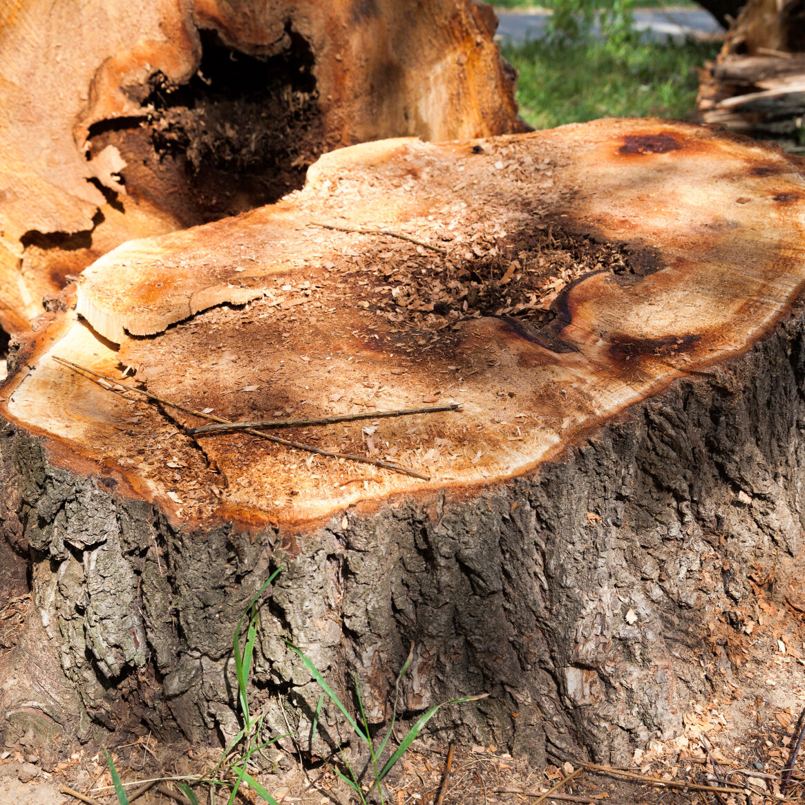 tree stump removal and stump grinding crestview fl