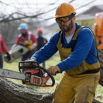 tree limb removal and cutting